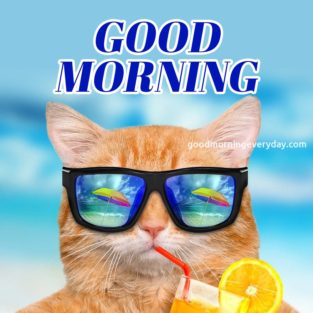 Cat Good Morning Funny