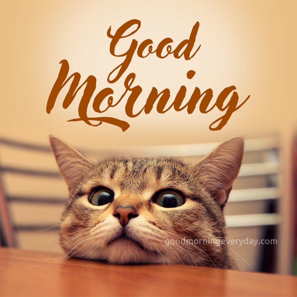 Good Morning Cat Funny